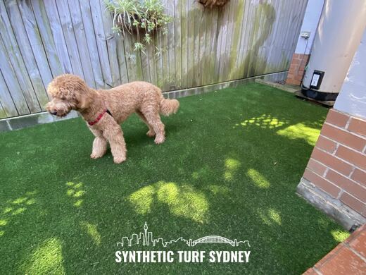 Small courtyard lawn behind a paling fence, laid in Collaroy 40mm synthetic turf
