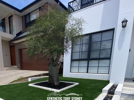 Entry courtyard lawn with an olive tree, laid in Collaroy 40mm synthetic turf