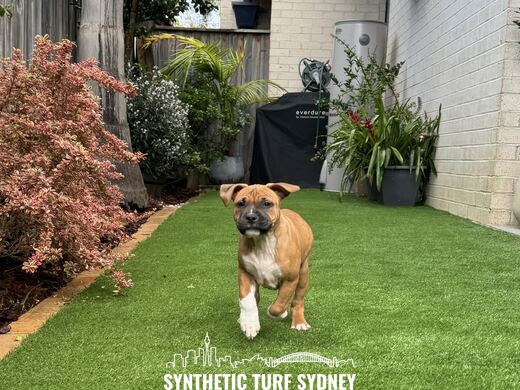 Side lawn between house and garden bed, laid in Collaroy 40mm synthetic turf