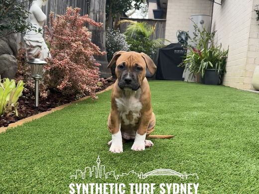 Side lawn between house and garden bed, laid in Collaroy 40mm synthetic turf
